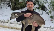 Düzce’de karların içinde yaralı bulunan yavru karaca kurtarıldı