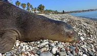 Nesli tehlikede olan Akdeniz foku Bodrum'da görüldü