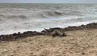 Balıkesir'de Sarımsaklı sahilinde kıyıya vurmuş bir kadın cesedi bulundu