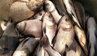 Ramazan ayında sazan balığı talebi neden arttı ve fiyatları ne durumda?