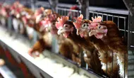 TÜİK kümes hayvancılığı üretim istatistiğini açıkladı