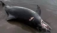 Adana'da kıyıya yunus vurdu