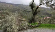 Aydın'da fırtına etkisi : Çatılar uçtu, zeytin ağaçlarının dalları kırıldı