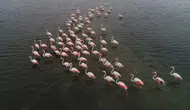 Büyükçekmece Gölü'nde flamingolar görüntülendi