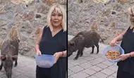 Şarkıcı Safiye Soyman Bodrum’daki evinin önüne gelen yaban domuzunu cevizle besledi