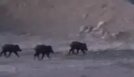 Hakkari Yüksekova'da çok sayıda yaban domuzu görüldü