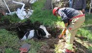 Mardin'de kuyuya düşen inek kurtarıldı