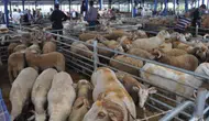 Balıkesir'de şap hastalığı : İl genelinde hayvan pazarları kapatıldı