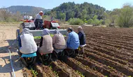 Selendi'de tarım işçilerinin yevmiyesi belli oldu : Günlük 1400 TL