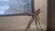 Diyarbakır'da dev çekirge görenleri şaşkına çevirdi