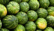 Sezonun ilk karpuzları alıcılarıyla buluştu : Kilosu 50 TL