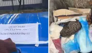 İzmir Buca’da kedi vahşeti : Hasta bezlerine sarılı 33 kedi telef oldu