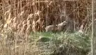 Malatya Darende'de kurtlar yerleşim yerine indi