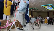 Osmaniye'de evlenen çifte takı yerine buzağı hediye edildi