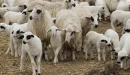TİGEM 420 küçükbaş hayvanı satışa çıkarıyor