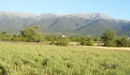 Hatay'da yaşlı kadın kekik toplarken uçurumdan yuvarlandı