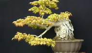 Kocaeli'de bonsai ağaçları neden bu kadar değerli? Fiyatı şoke etti