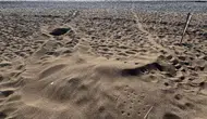 Muğla İztuzu Sahili'nde caretta yuvaları 21'e yükseldi