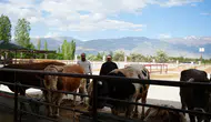 Erzincan'da hayvan pazarlarında hareketlilik