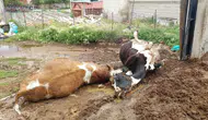 Niğde’de ahıra yıldırım düştü : 2 inek telef oldu