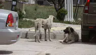 Hatay'da 7 yaşındaki çocuğa sokak köpekleri saldırdı