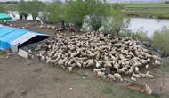 Erzincan'da yeni uygulama : Afgan çobanlar göreve başladı