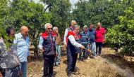 Mersin'de Akdeniz meyve sineğine karşı mücadele