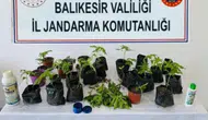 Erdek'te jandarmadan baskın : Yasa dışı ekilen 32 kök kenevir ele geçirildi