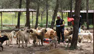 Kilis’te 3 bin sahipsiz köpek için dev yaşam alanı kuruldu
