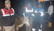 Şanlıurfa'da büyükbaş hayvan çalındı