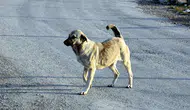 Van'da sokak köpeklerinin saldırısına uğrayan 11 yaşındaki çocuk yaralandı