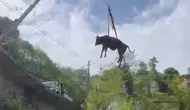 Rize’de dere yatağına düşen kurbanlık inek vinçle çıkarıldı