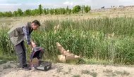 Iğdır'da yaralı bulunan şahin tedavi edilerek doğaya salındı