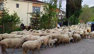 Ordu'da havalar ısındı, yayla göçü başladı