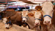 Adana'da kurbanlık fiyatları belli oldu