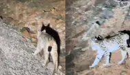 Tunceli'de koruma altında olan vaşak görüntülendi