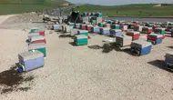 Yayla yolunda araç arızalandı , kovanlar yola saçıldı : Binlerce arı telef oldu