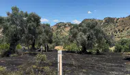 Aydın'da zeytin bahçesinde korkutan yangın
