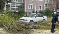 İstanbul'da şiddetli rüzgar : Beylikdüzü'nde ağaç devrildi