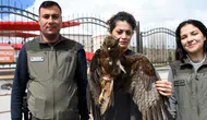 Kars Sarıkamış'ta yaralı kızıl şahin bulundu