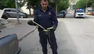Amasya'da otomobilin için 1,5 metrelik yılan çıktı !