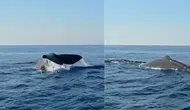 Alanya açıklarında balina görüldü