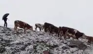 Ardahan'da haziran ayında aniden bastıran kar yaylacıları hazırlıksız yakaladı