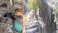 Bursa'da sokak köpekleri kümese girdi : 30 tavuk telef oldu