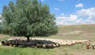 Erzurum'da çoban kayboldu, arama çalışmaları başlatıldı
