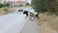 Elazığ’da sahibinin elinden kaçan dana mahalleyi birbirine kattı