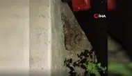 Hatay'da evin bahçesinde 1 buçuk metrelik yılan
