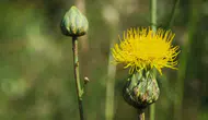 Aydın'da Tülüşah çiçek açtı, koparana 699 bin lira ceza