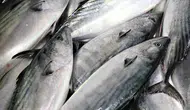 Karabük Eflani’de yaklaşık 11 kilo ağırlığında turna balığı yakalandı