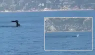 Akdeniz açıklarında balina görüntülendi